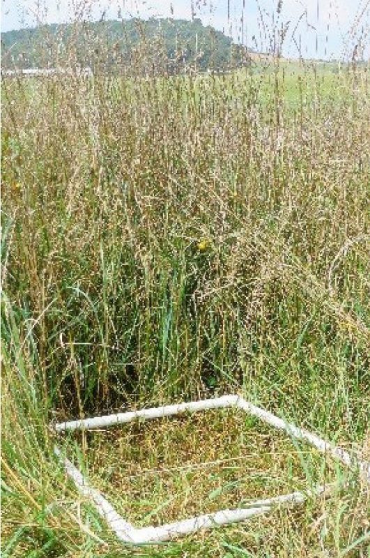 A quadrat frame for collecting whole sward samples.