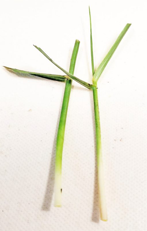 Sampling fescue tillers (left). Healthy stems are cut at the base of the plant at the soil surface. Leaf tissue above the collar (right) can be removed. Then the plant should immediately put in a cool, damp environment.