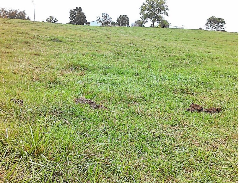 Pastures often have nutrient “hot spots”. Where possible, avoid sampling areas that are near urine patches and manure pats, or that appear to have clumped growth (from previous urine or fecal deposits). This can lead to an unrepresentative sample.