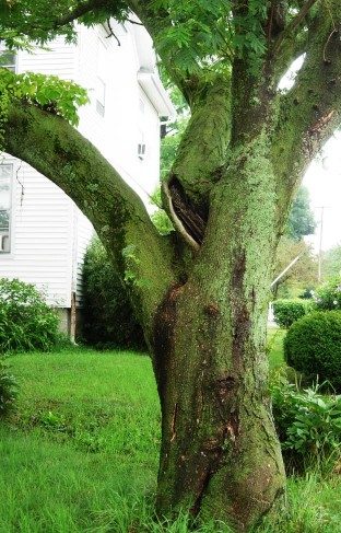 Cracked bark on a mimosa tree with Fusarium wilt disease. (Photo by E. Bush)