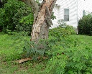Mimosa sprouts emerge near base of dead trunk of a mimosa during the second growing season after initial diagnosis of Fusarium wilt. (Photo by E. Bush)