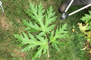 Giant hogweed leaf