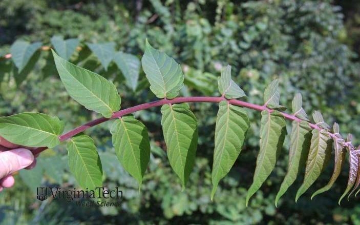 Tree of heaven leaf.