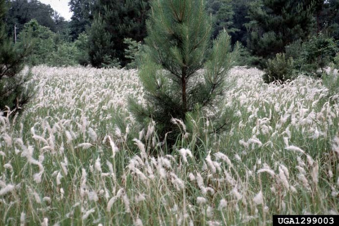 Cogongrass infestation.