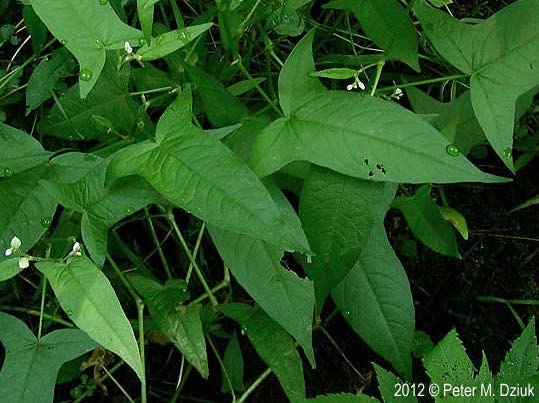 Look-alike species halberd-leaved tearthumb.