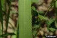 Cogongrass off-center midvein.