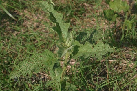 Look-alike species horsenettle.