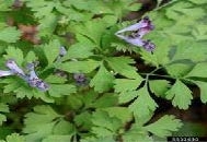Incised fumewort leaves and flowers.