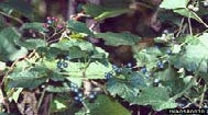 Porcelain berry vine with fruits.