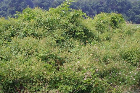 Mile-a-minute weed infestation.