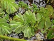 Giant Salvinia growing densely on water surface.