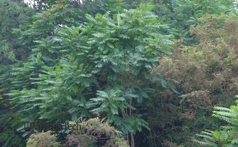 Tree of heaven in the landscape.