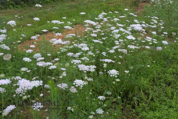 Look-alike species wild carrot.