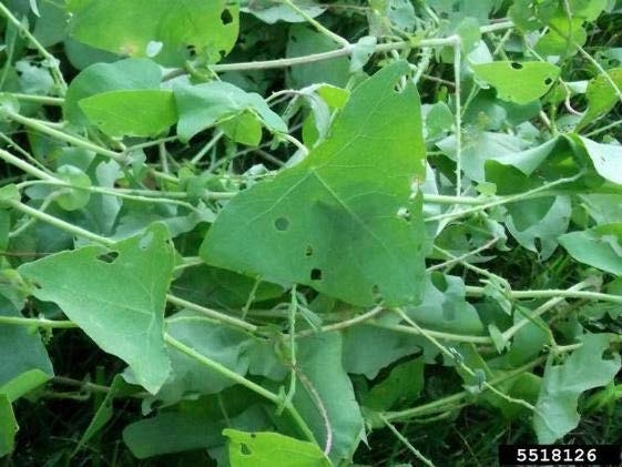 Mile-a-minute with weevil damage.