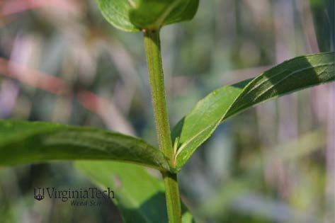 Purple loosestrife square-shaped stem.