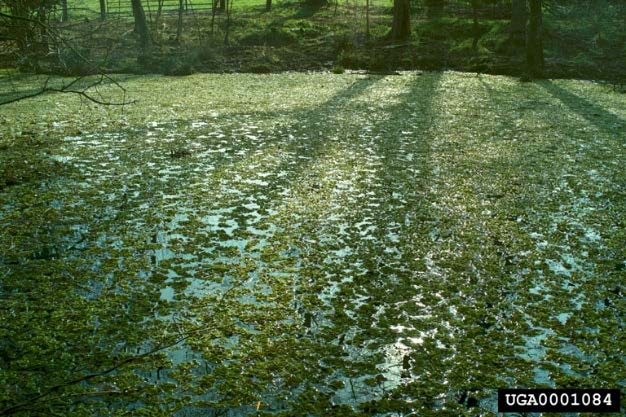 Giant Salvinia infestation.
