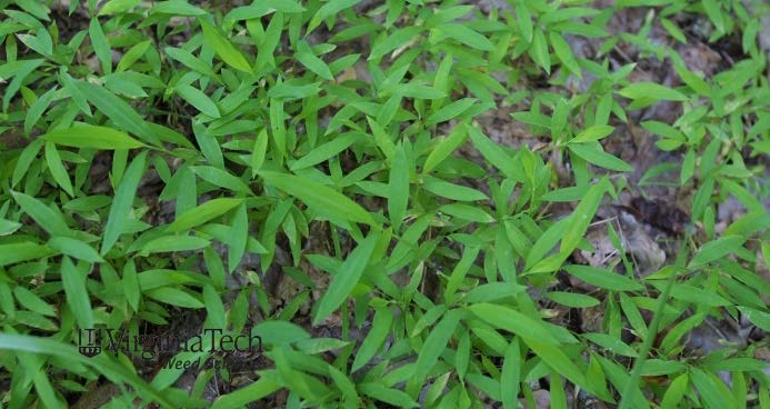 Look-alike species Japanese stiltgrass