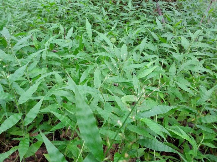 Wavyleaf basketgrass infestation.