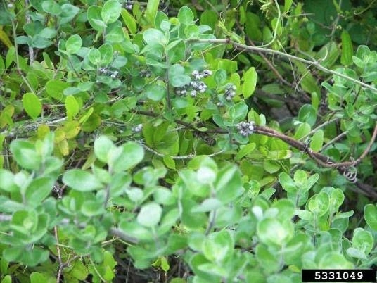 Beach vitex foliage.