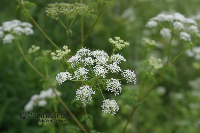 Look-alike species poison hemlock.