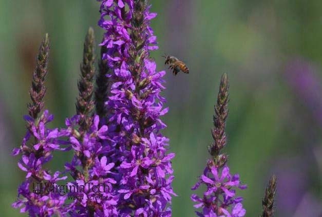 Purple loosestrife flowers.