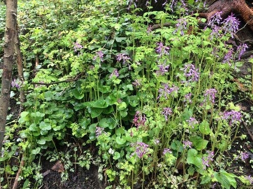 Incised fumewort infestation.