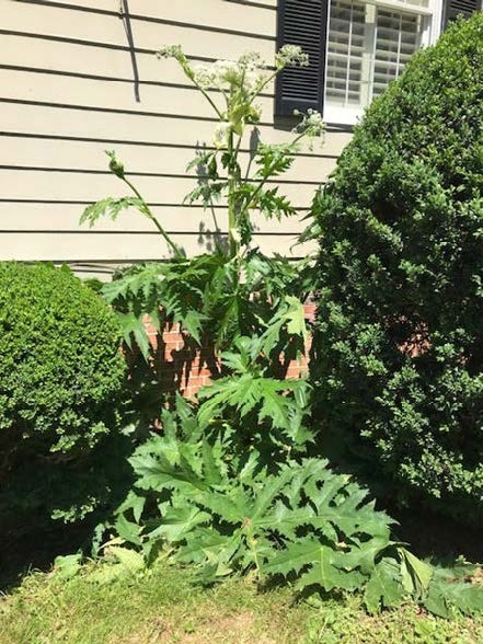 Giant hogweed in a landscape bed.