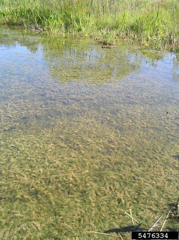 Hydrilla infestation.