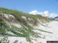 Beach vitex infestation.