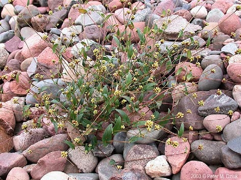 Look-alike species arrow-leaved tearthumb.