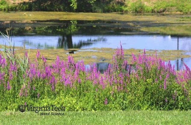 Purple loosestrife growing near water.