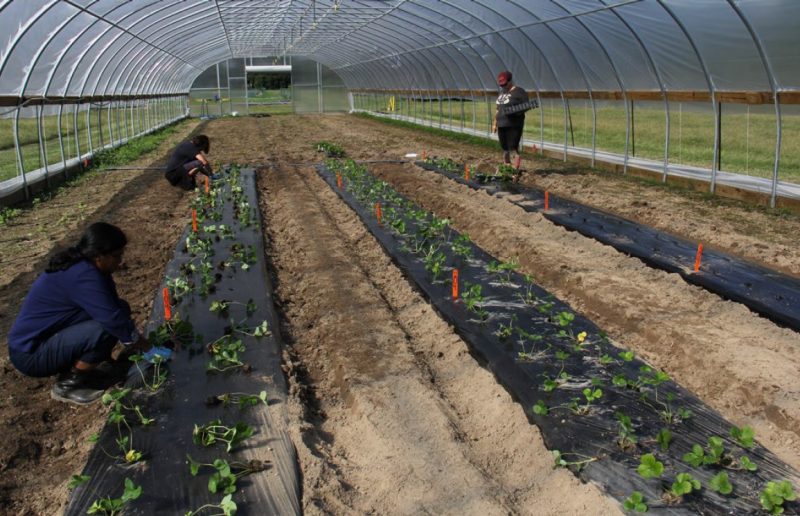 Three people transplanting strawberry plants on three fabric-covered raised beds inside a high tunnel.