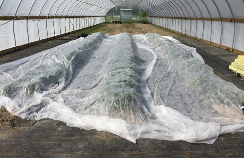 White fabric covering the three rows of strawberry plants inside the high tunnel.