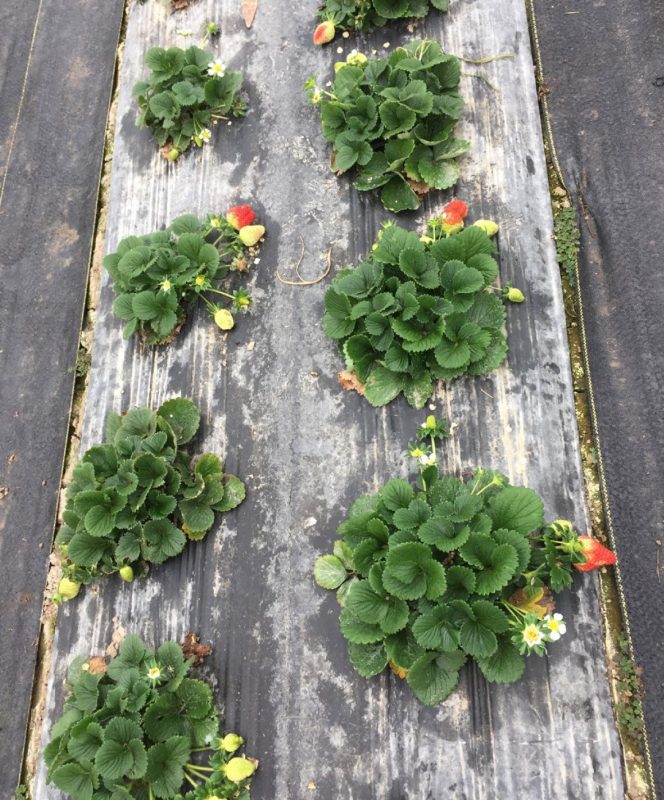 A row of strawberry plants with white flowers and unripe strawberries.