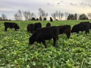 Cattle grazing winter annual forages at Swallow Hill Farm.