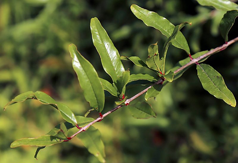 Twig from a pomegranate shrub with elongated shiny leaves radiating from it.