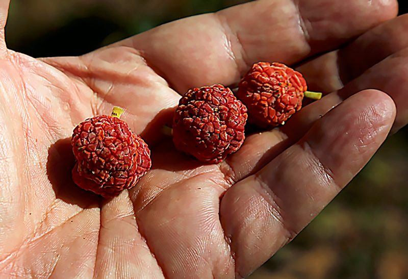Close-up of a hand holding three che fruits.