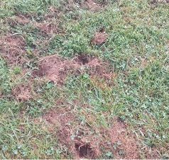 a close-up of surface of ground with small holes from birds or mammals digging