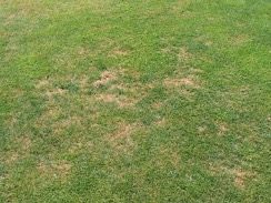 turf with tan patches throughout