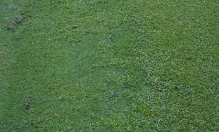 False green kyllinga forms a dense mat in turfgrasses and does not grow as fast and as upright as the sedges.