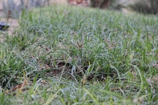 Purple spike-like seedheads are the primary reproductive identification feature for purple nutsedge.