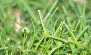 A triangular shaped plant with a circular seedhead on top of three leaves.