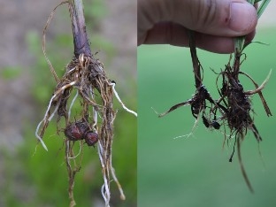 Round nutlet form at end of the below-ground stems on yellow nutsedge and in chains along the stem for purple nutsedge.
