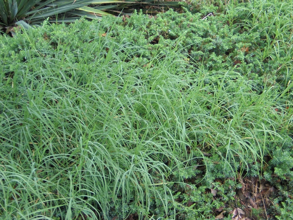 Bermudagrass stems are growing over the top of a juniper in an ornamental bed.
