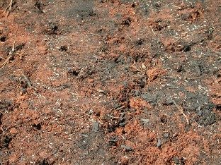 A newly prepared site for seeding has been core aerated, seeded and topdressed with 0.25 inch of compost.
