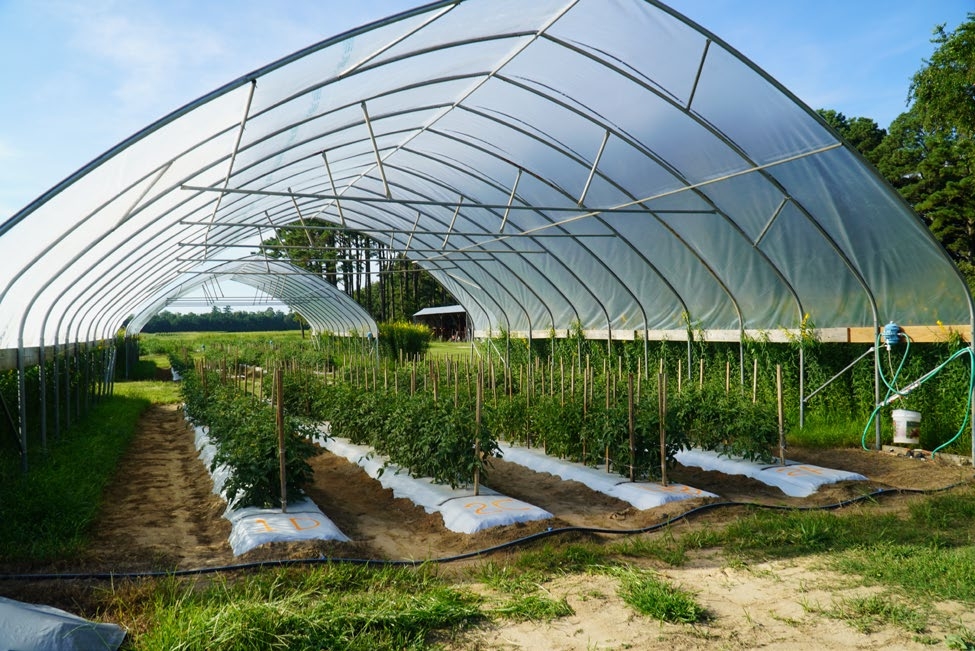 photo of Determinate tomato under high tunnel structures