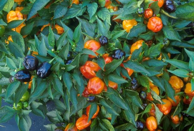 A pepper plant with orange and purple peppers.