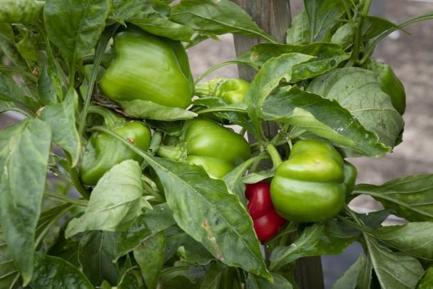 A pepper plant with green and red peppers.