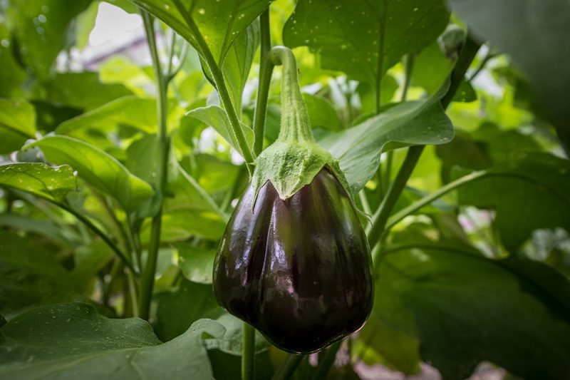 purple eggplant growing on plant.