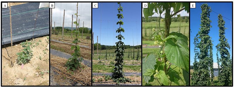 Figure 1. Stages of hop development through the growing season. A) Shoots emerge from the soil. B) Leaves develop and bines elongate. C) Bines continue elongating as they climb the string and side shoots begin developing. D) Bine growth is suspended and flower production begins. E) Cones are formed and continue maturing until the entire above-ground portion of the plant is harvested (July-September). (Photos courtesy of the Hops Research Team, Virginia Tech.)